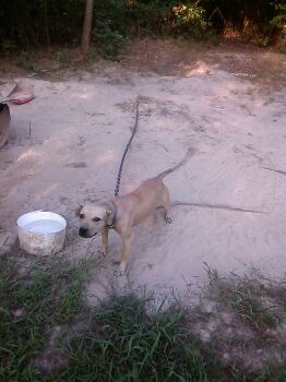 Photo of the dog