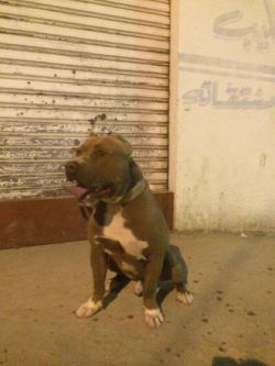 Photo of the dog