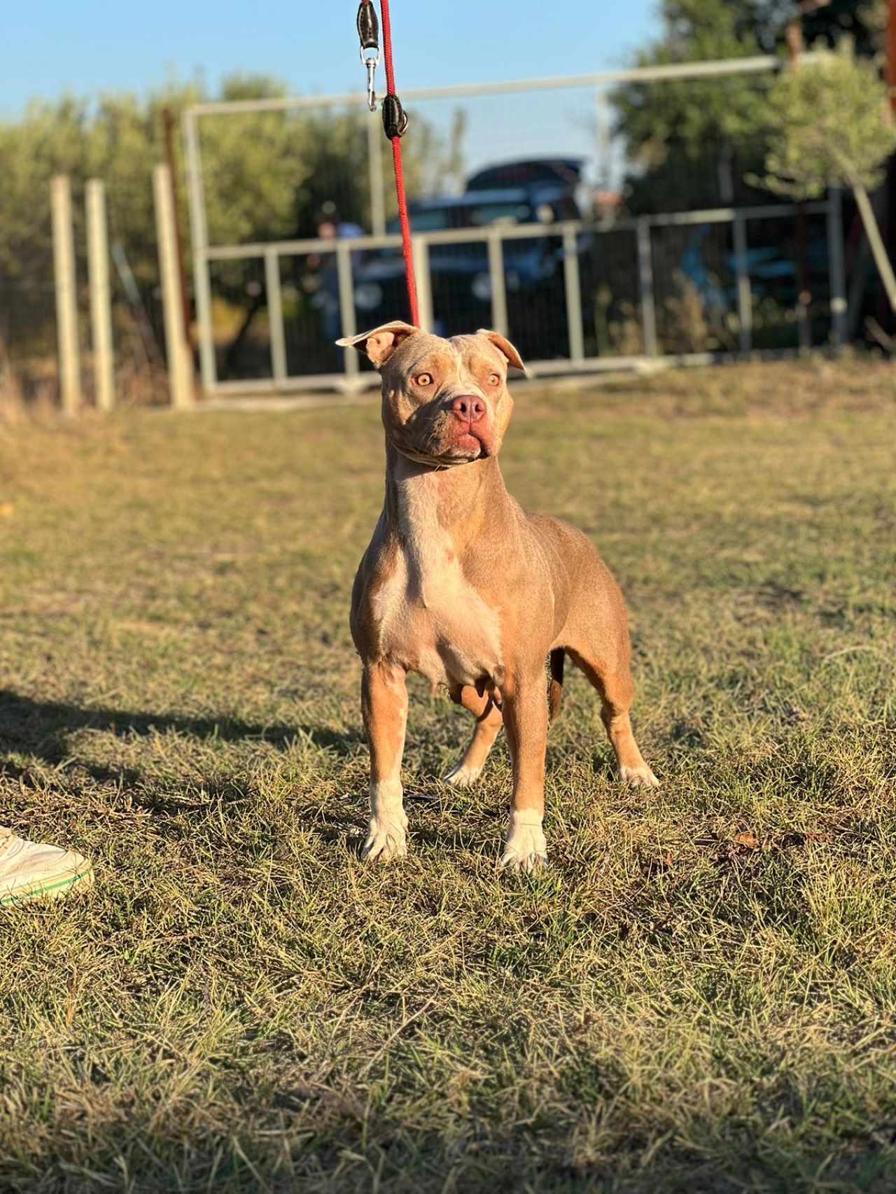 Photo of the dog