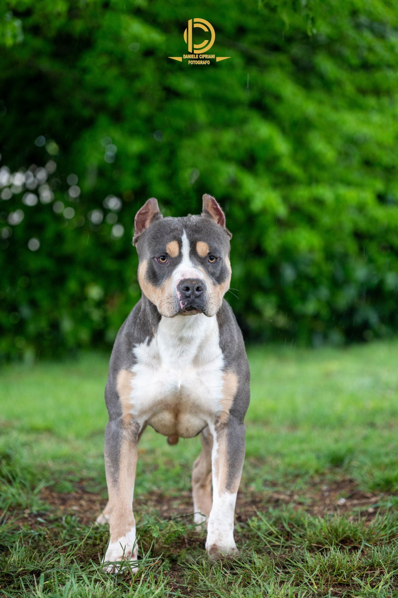 Photo of the dog