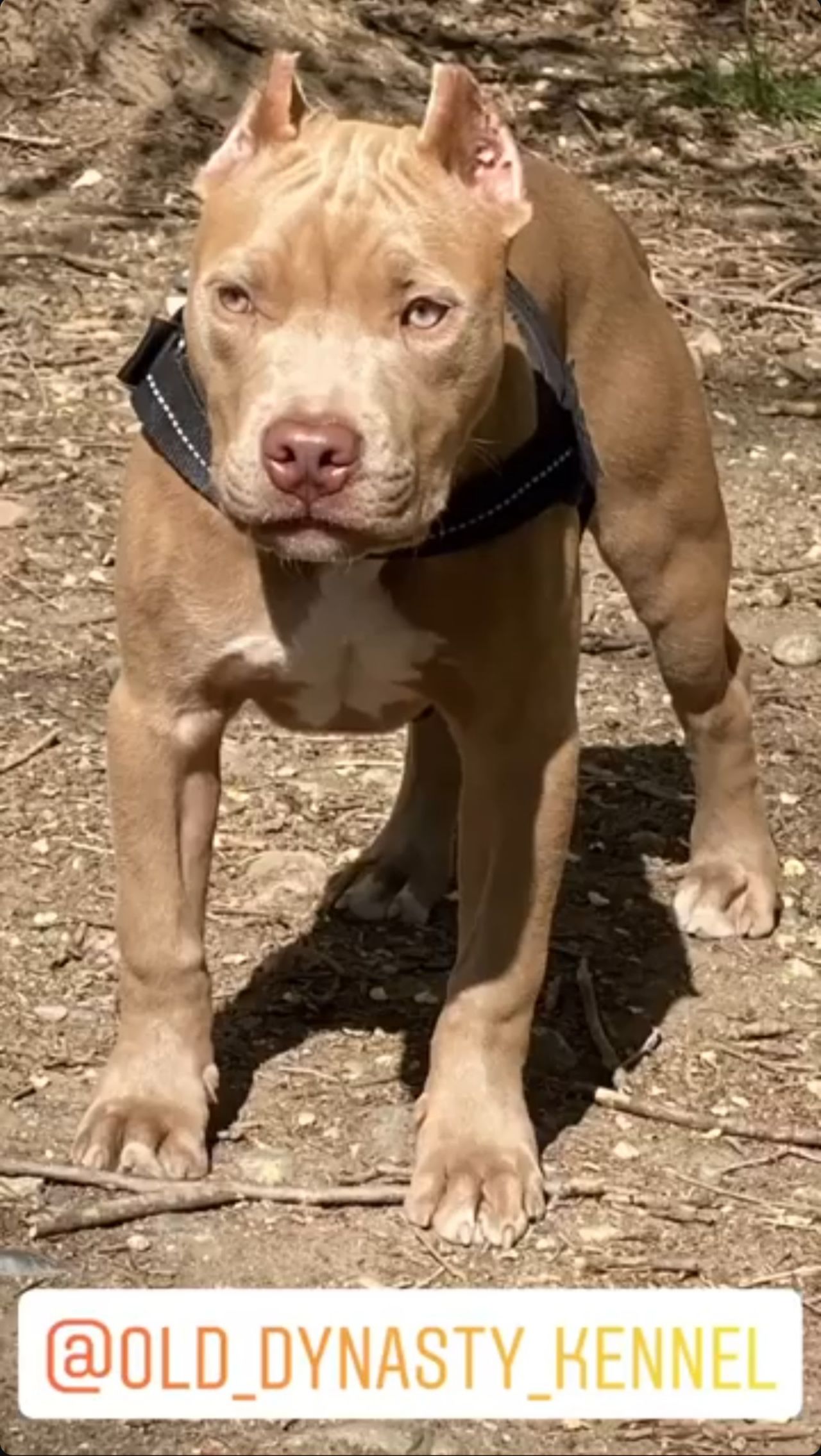 Photo of the dog