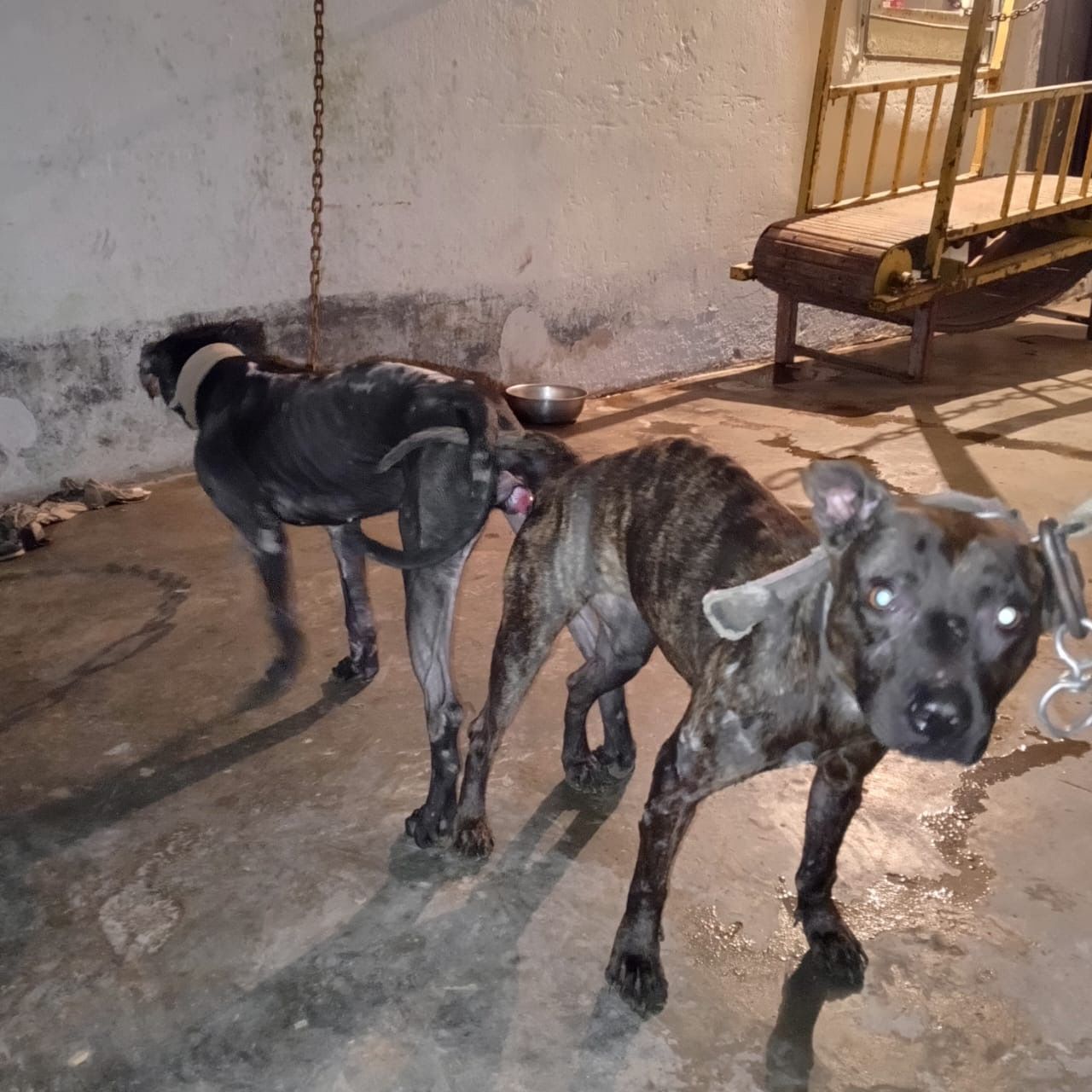 Photo of the dog