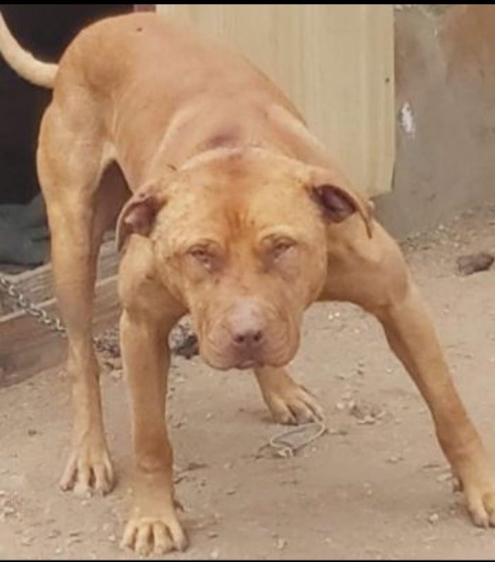 Photo of the dog