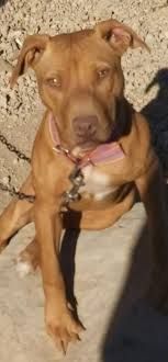 Photo of the dog