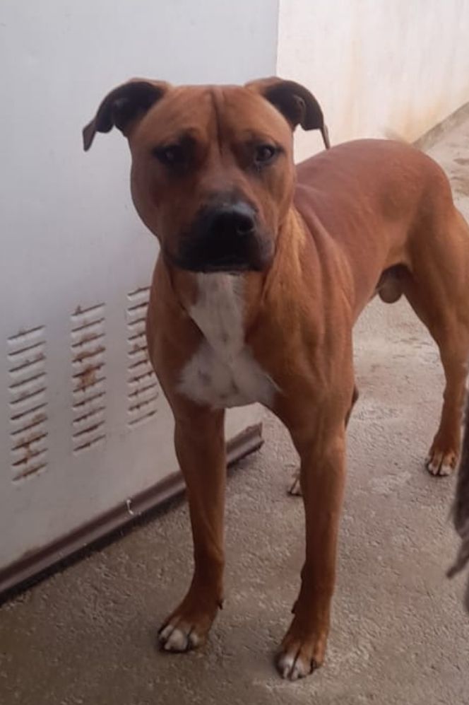 Photo of the dog
