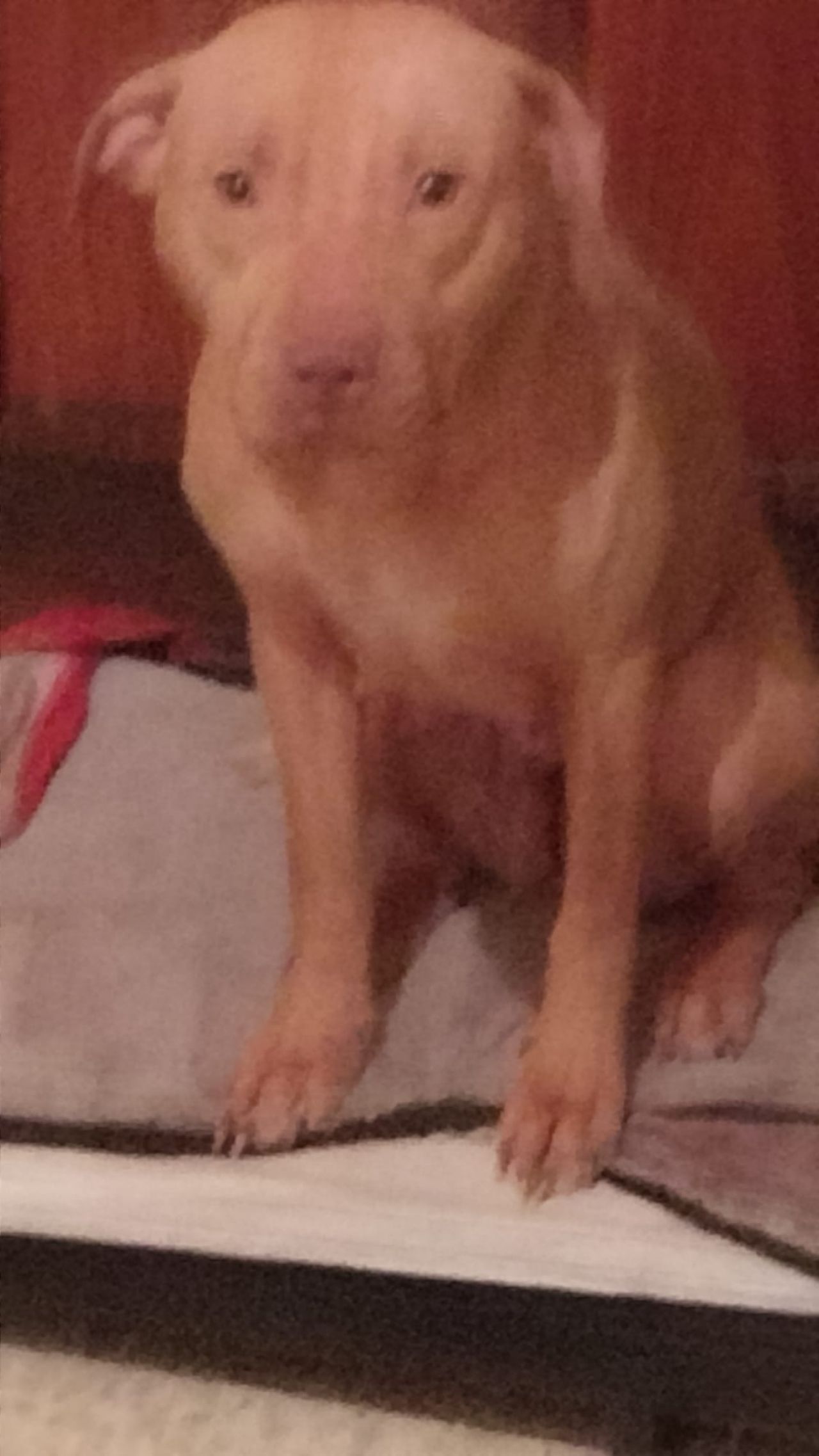 Photo of the dog
