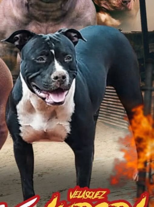 Photo of the dog