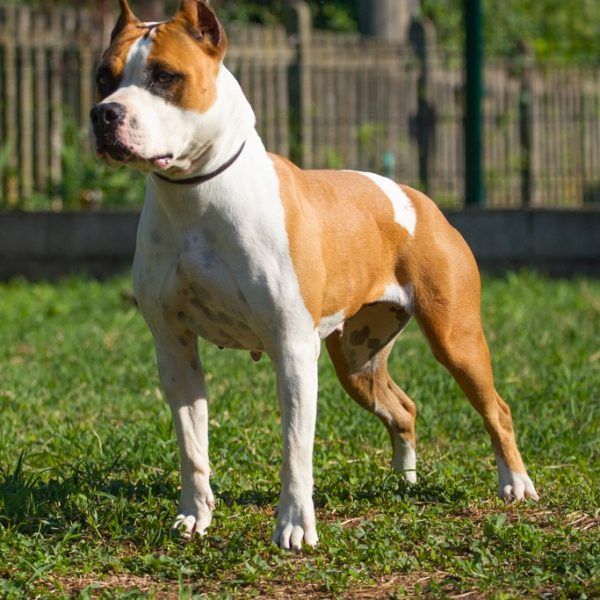 Photo of the dog