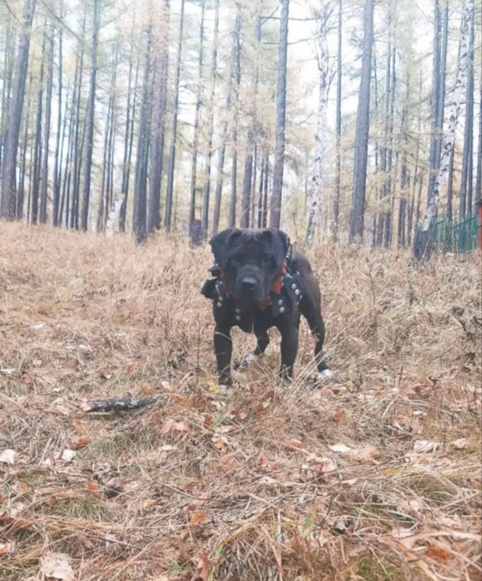 Photo of the dog