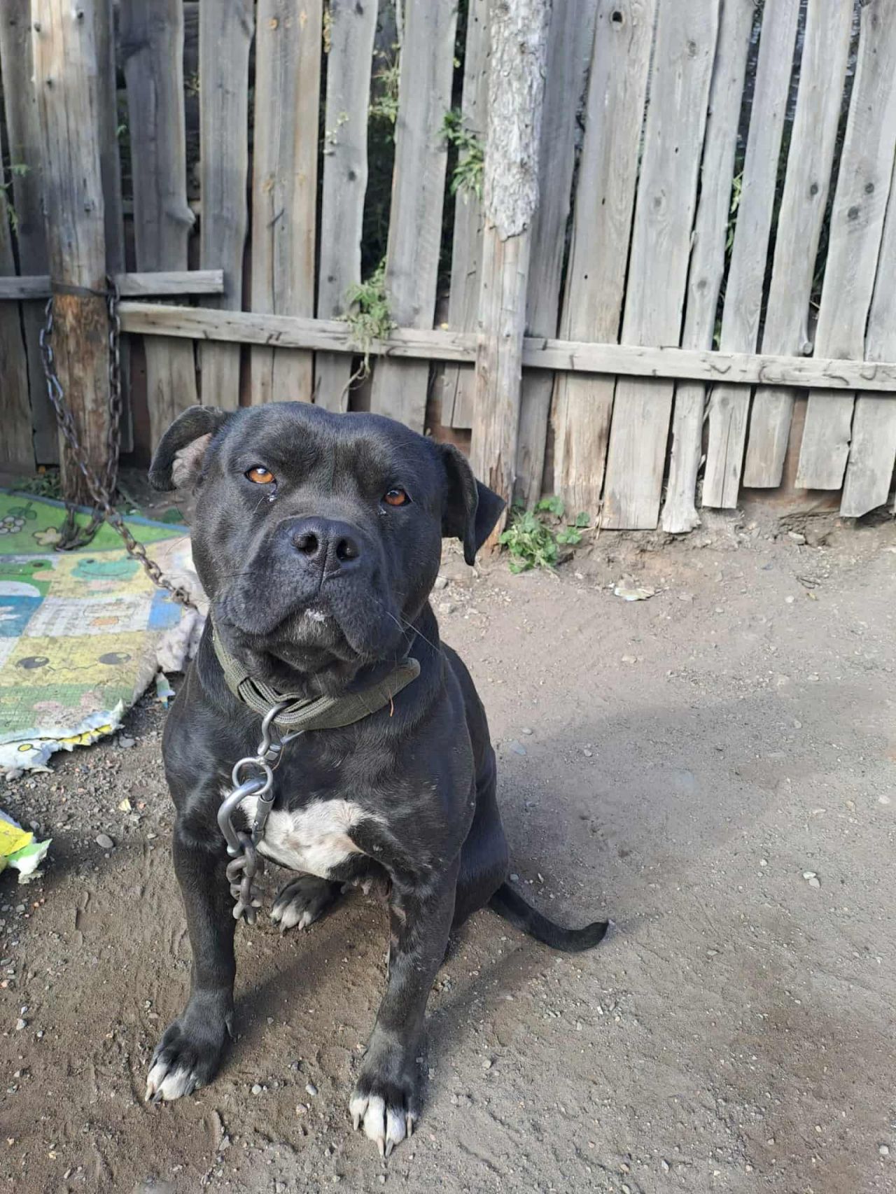 Photo of the dog