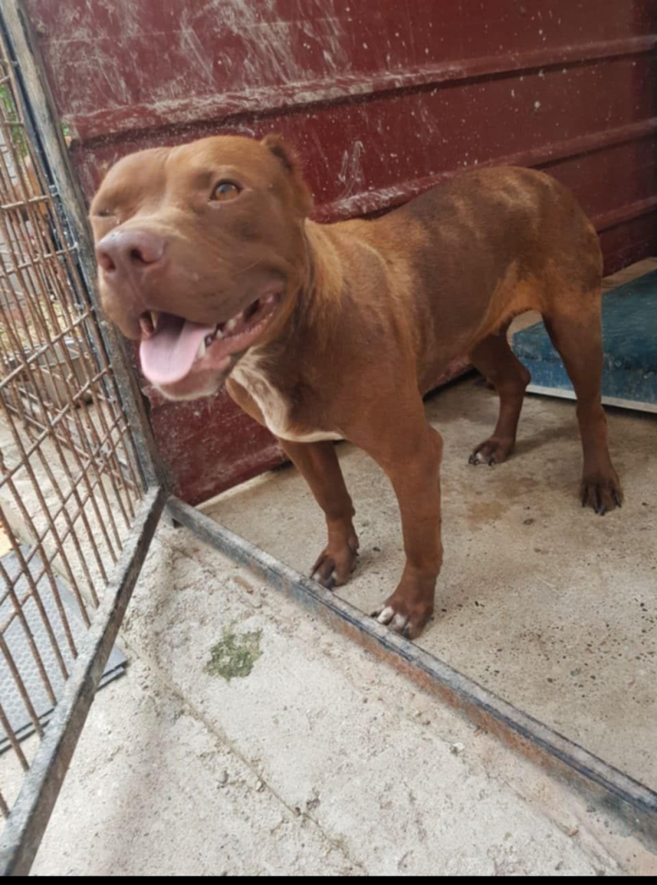 Photo of the dog