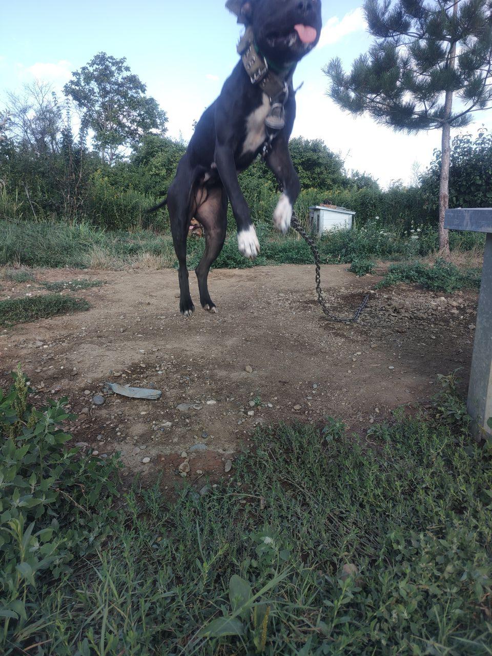 Photo of the dog