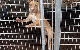 Photo of the dog