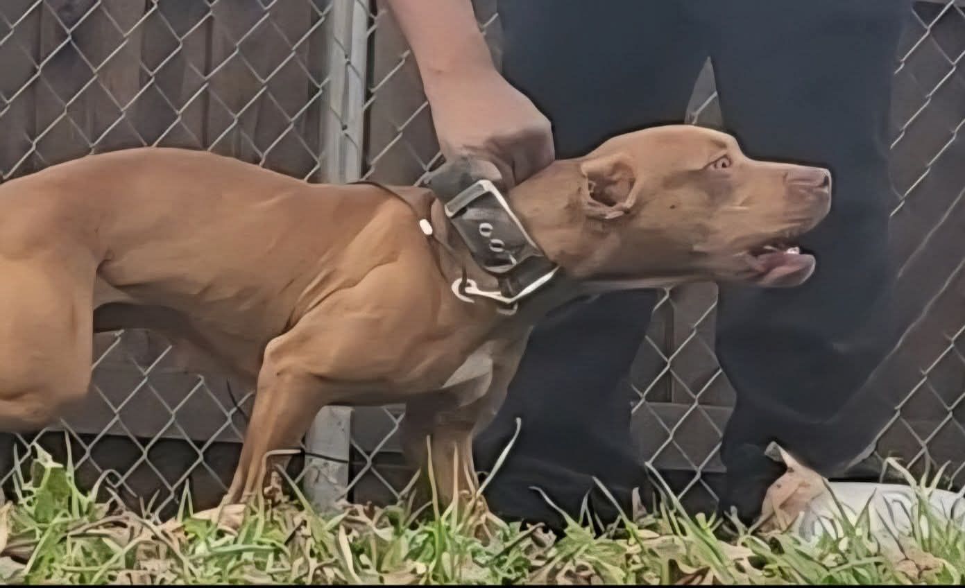 Photo of the dog