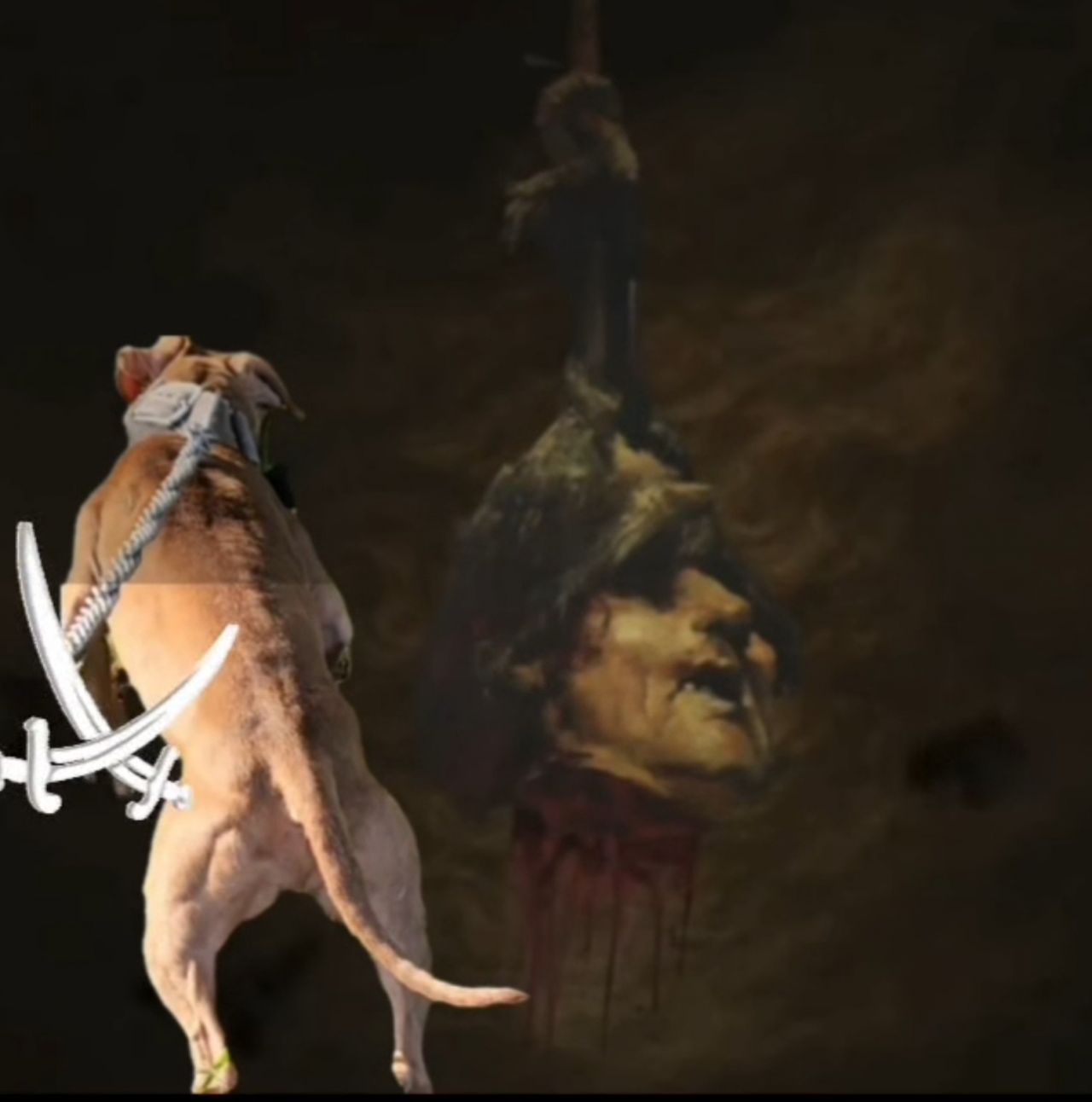 Photo of the dog
