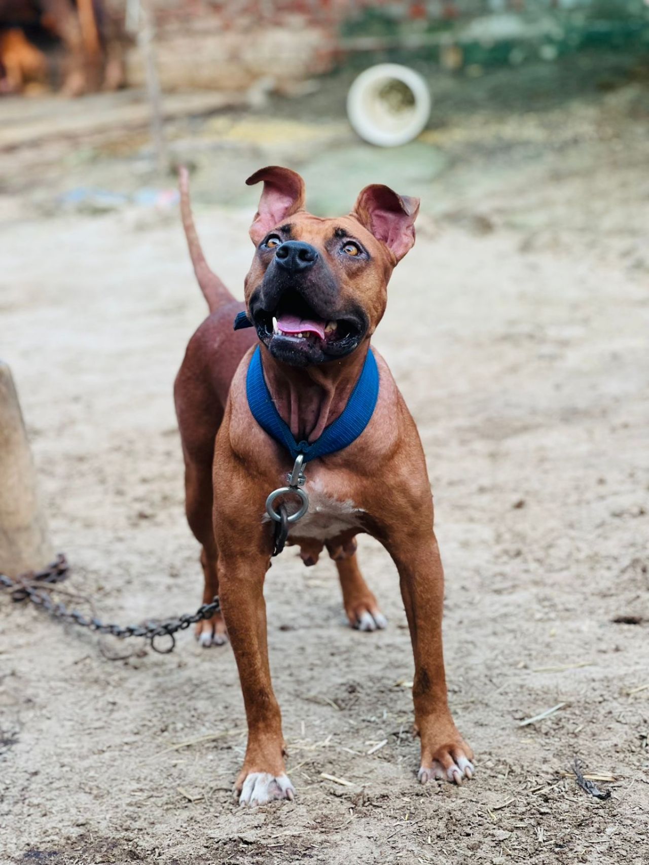 Photo of the dog