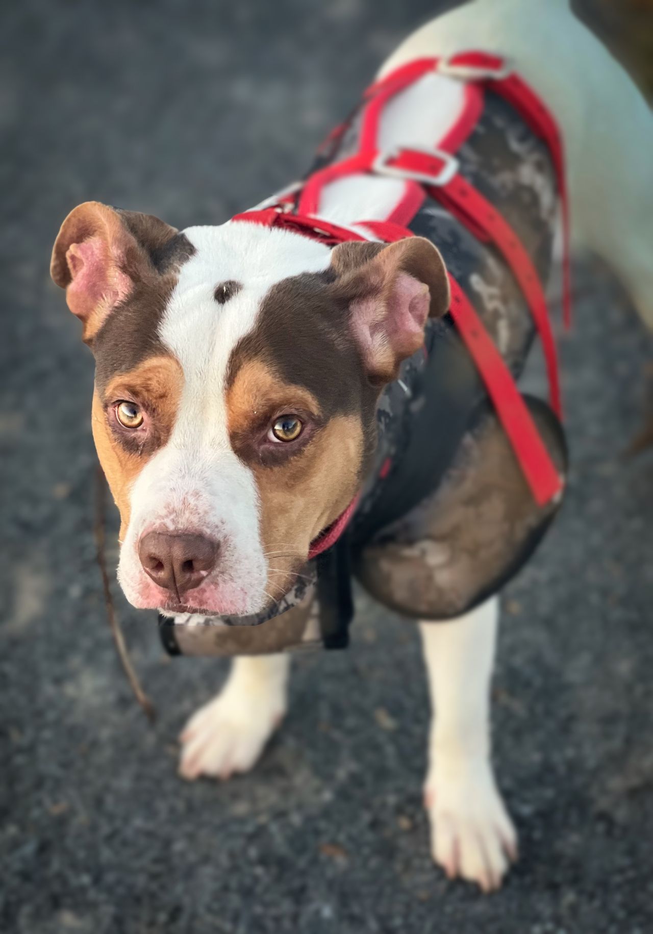Photo of the dog