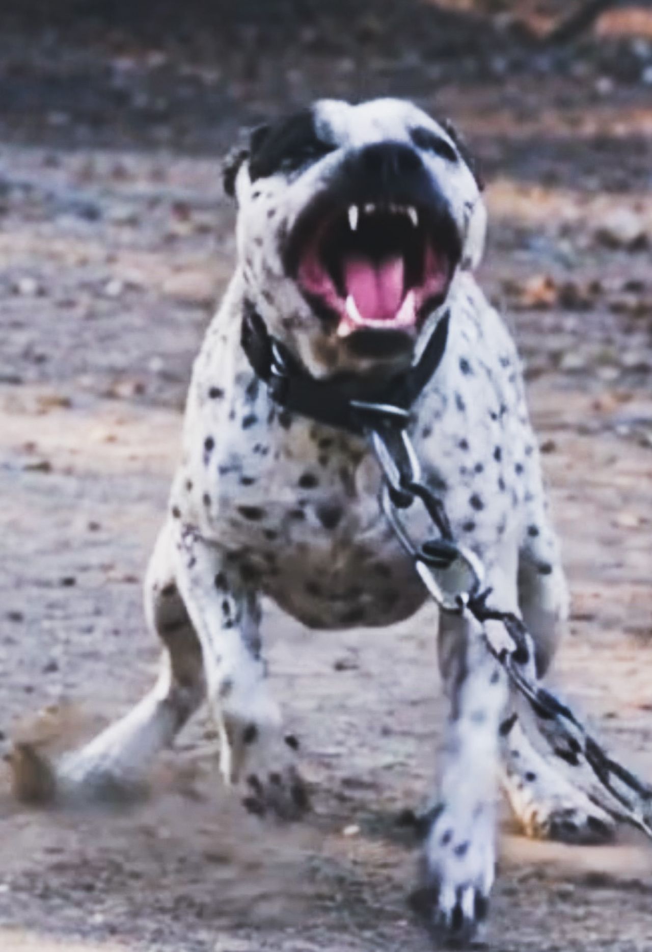 Photo of the dog