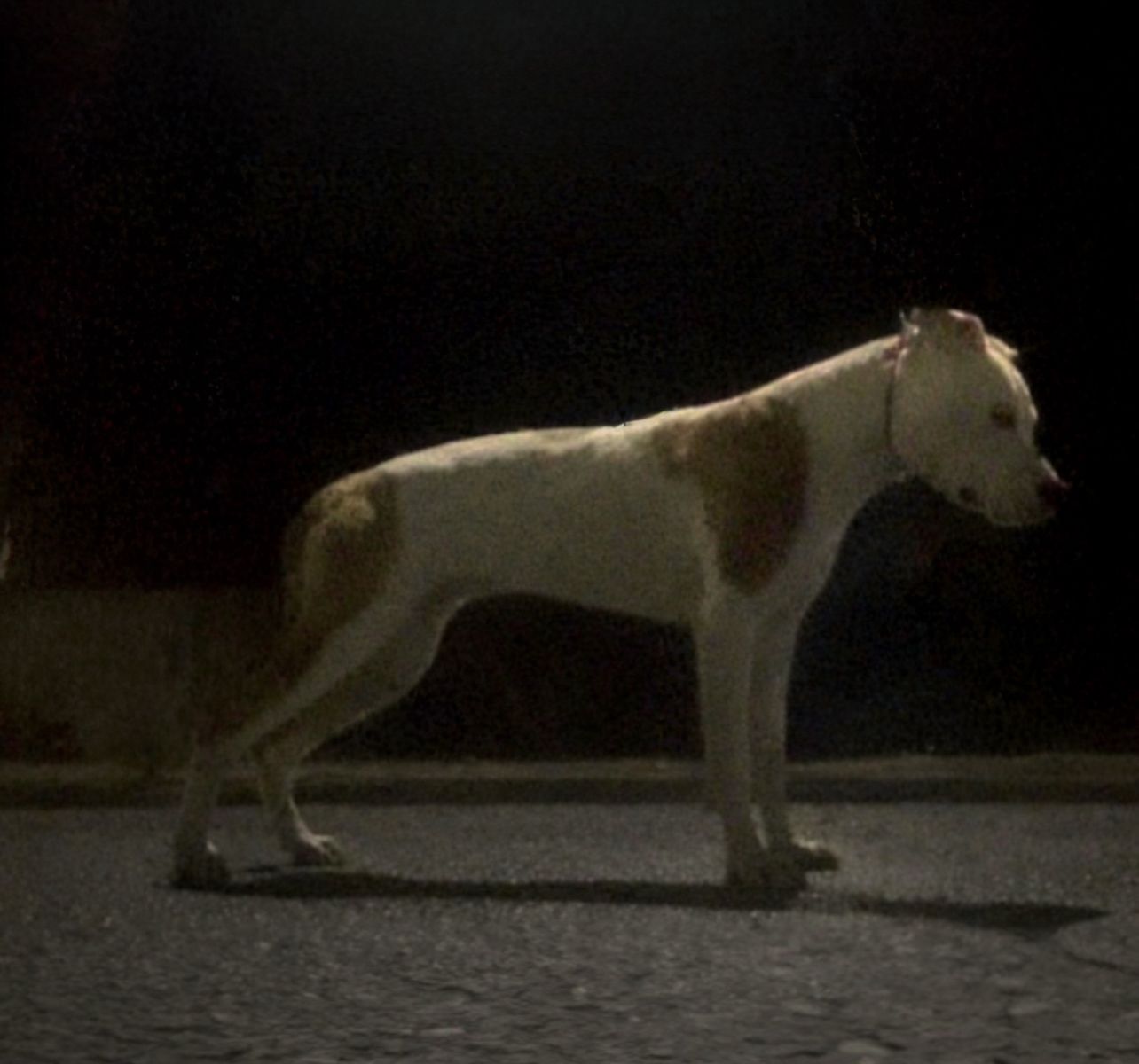 Photo of the dog