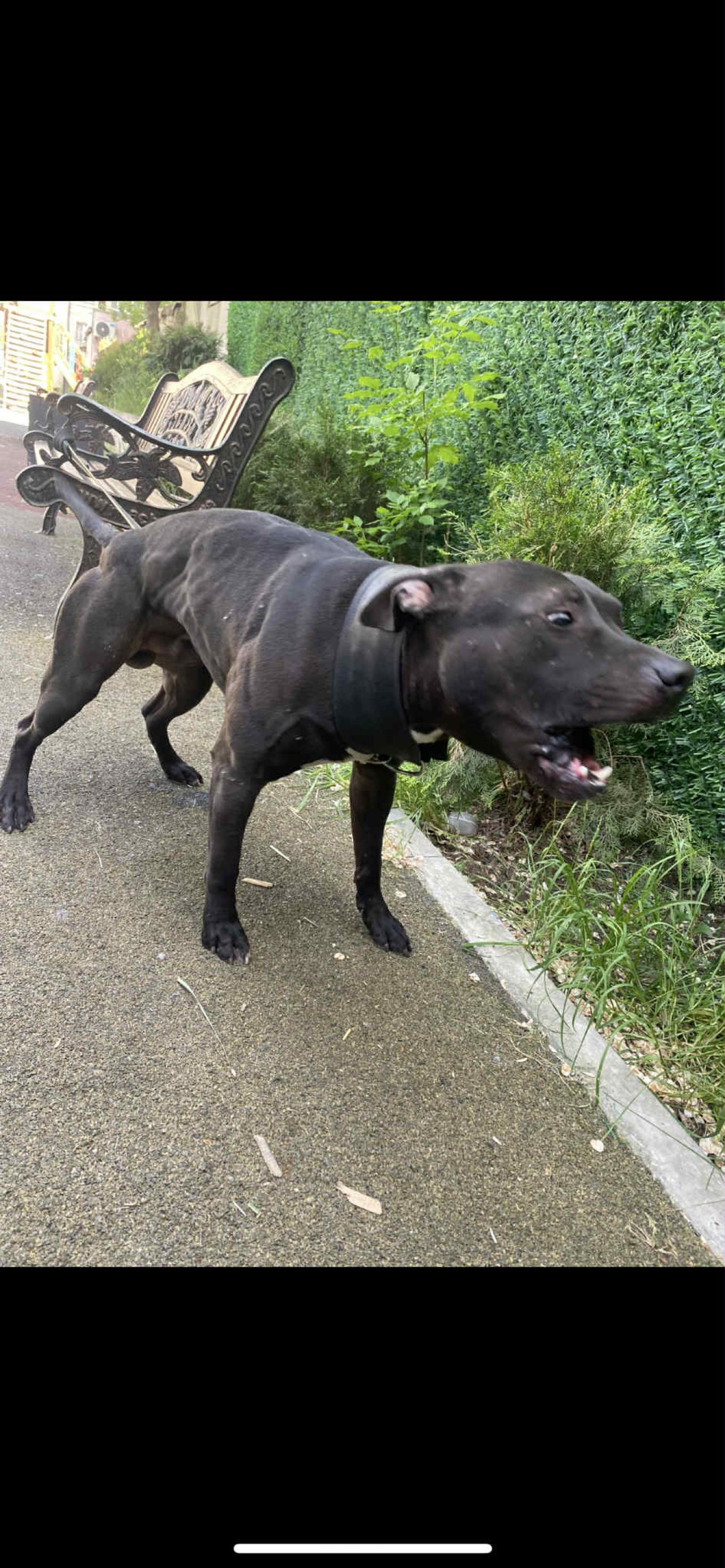 Photo of the dog