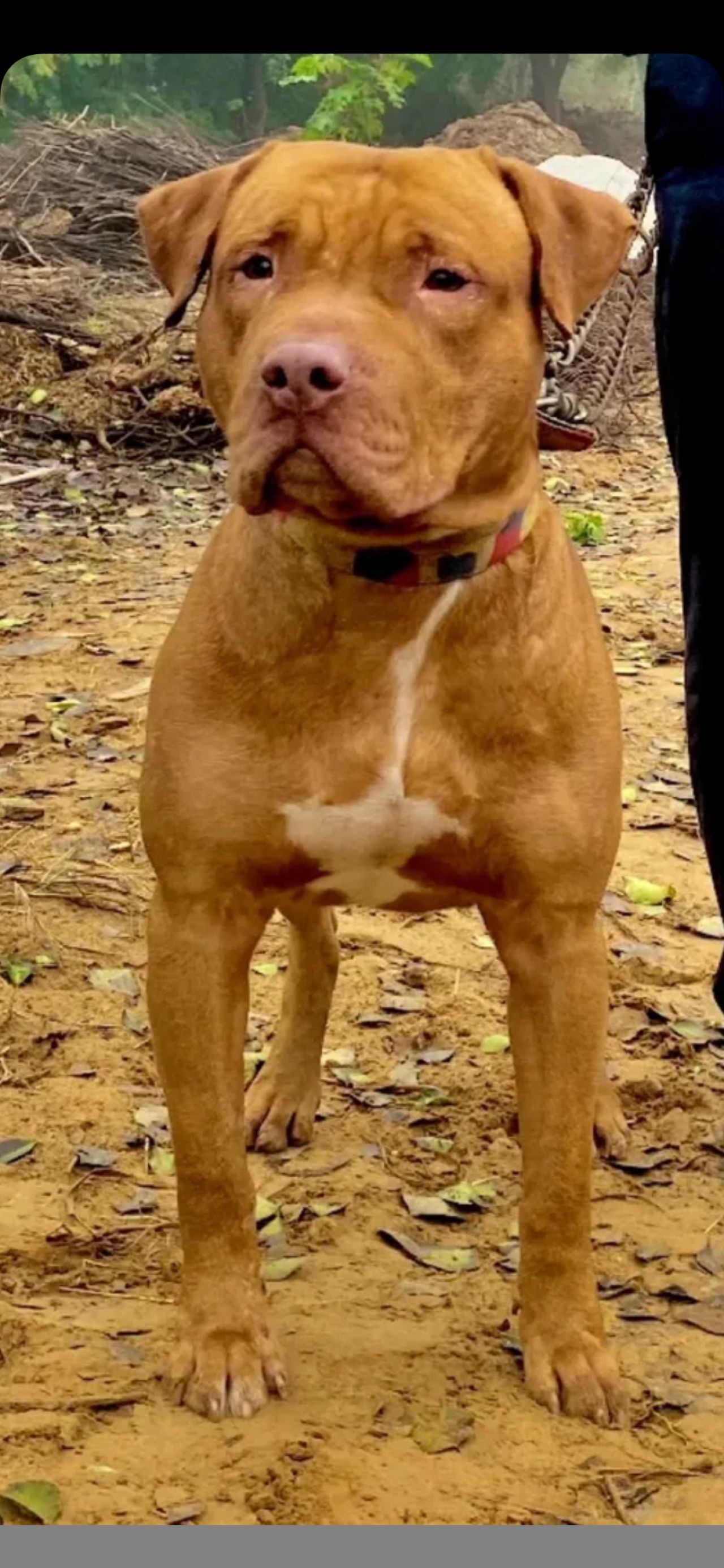 Photo of the dog