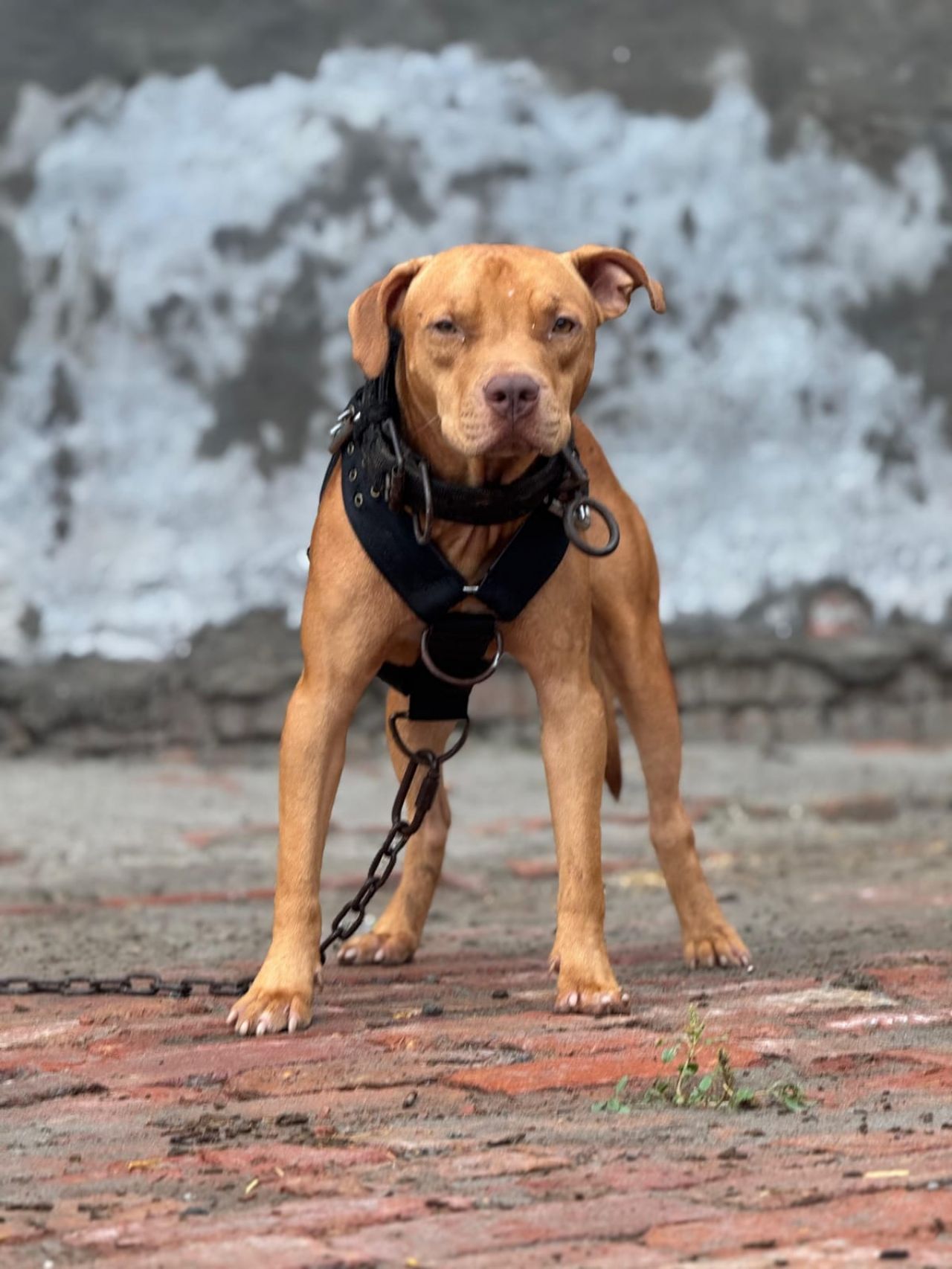 Photo of the dog