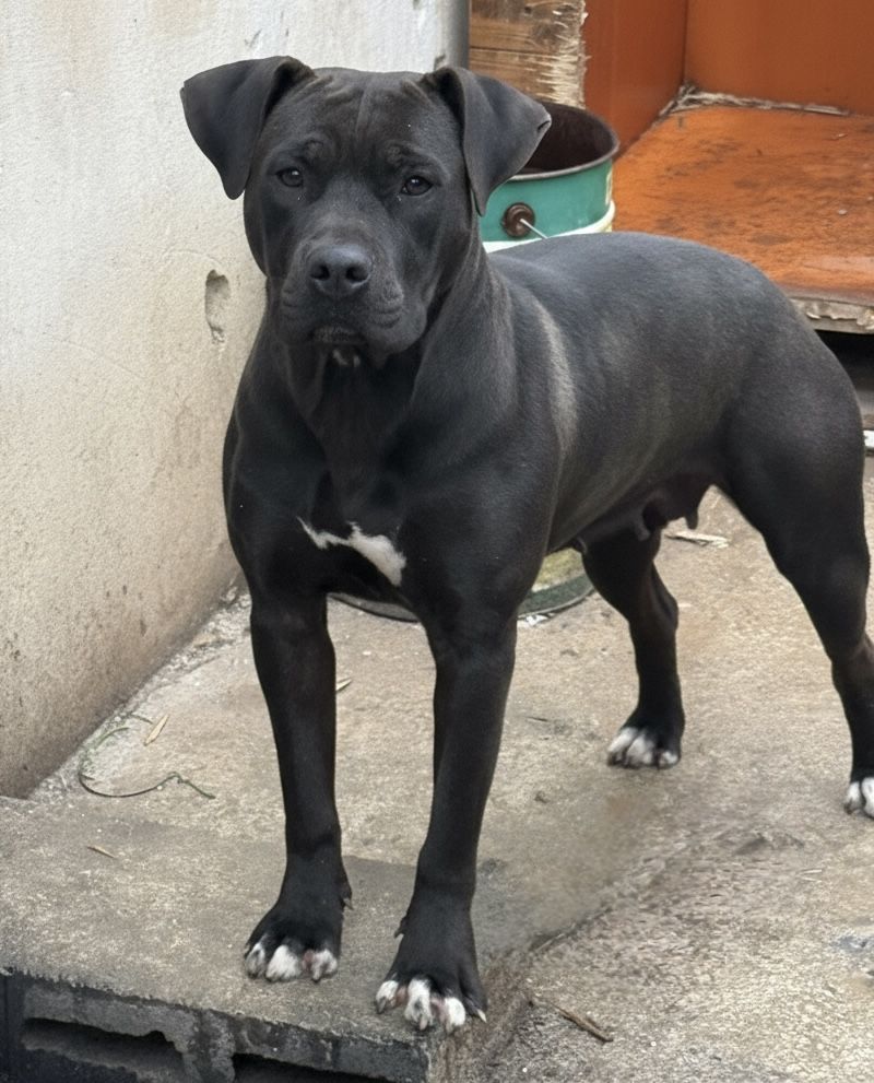 Photo of the dog