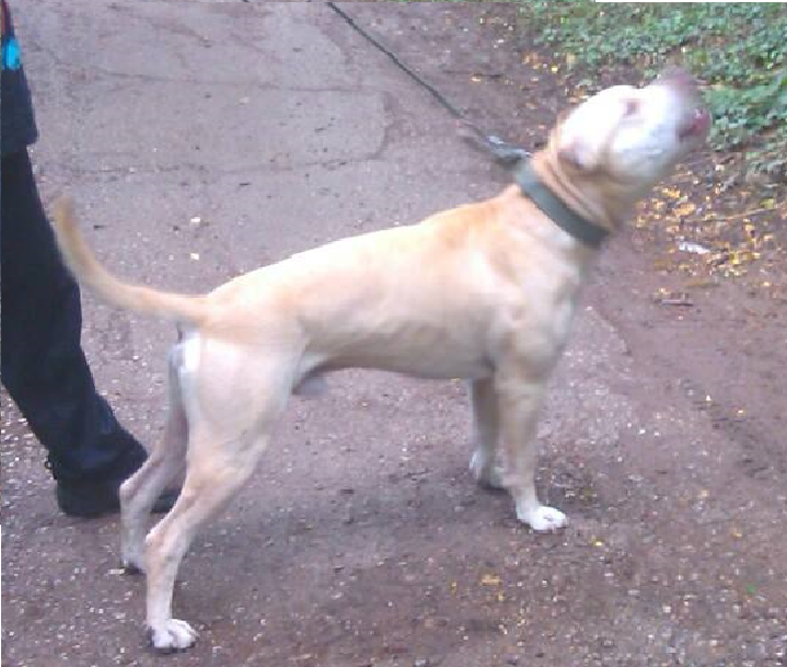 Photo of the dog
