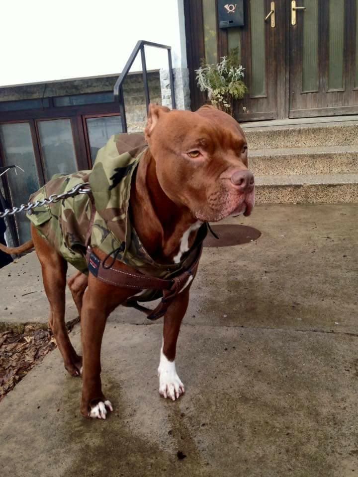 Photo of the dog