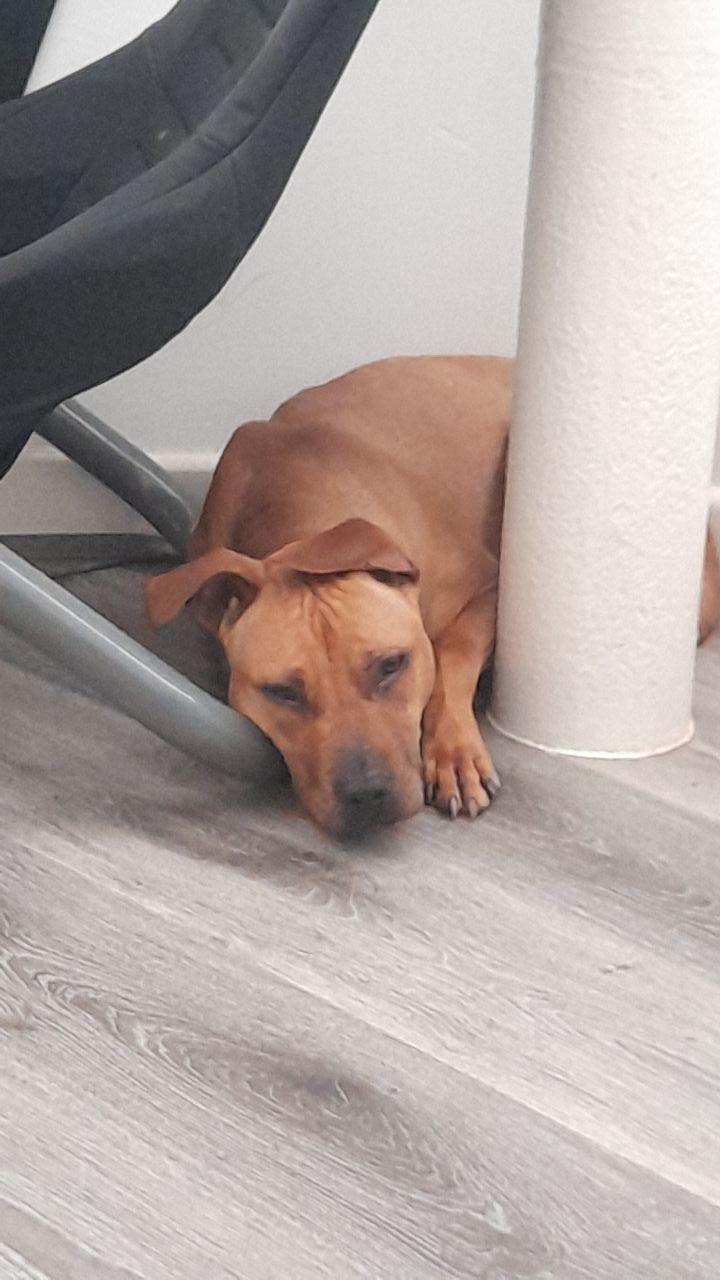 Photo of the dog