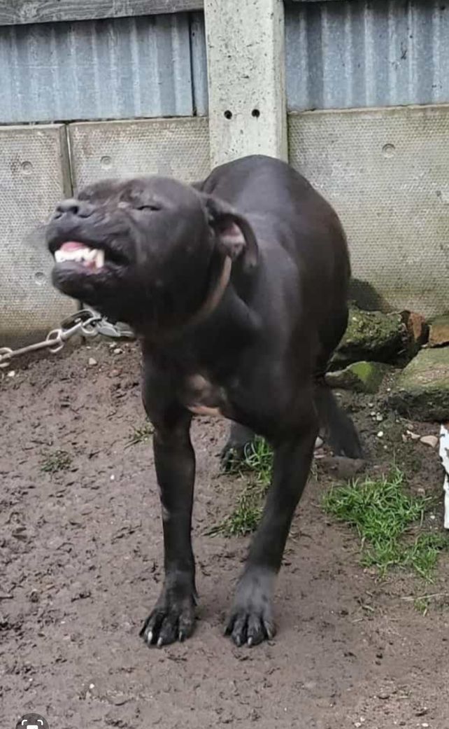 Photo of the dog