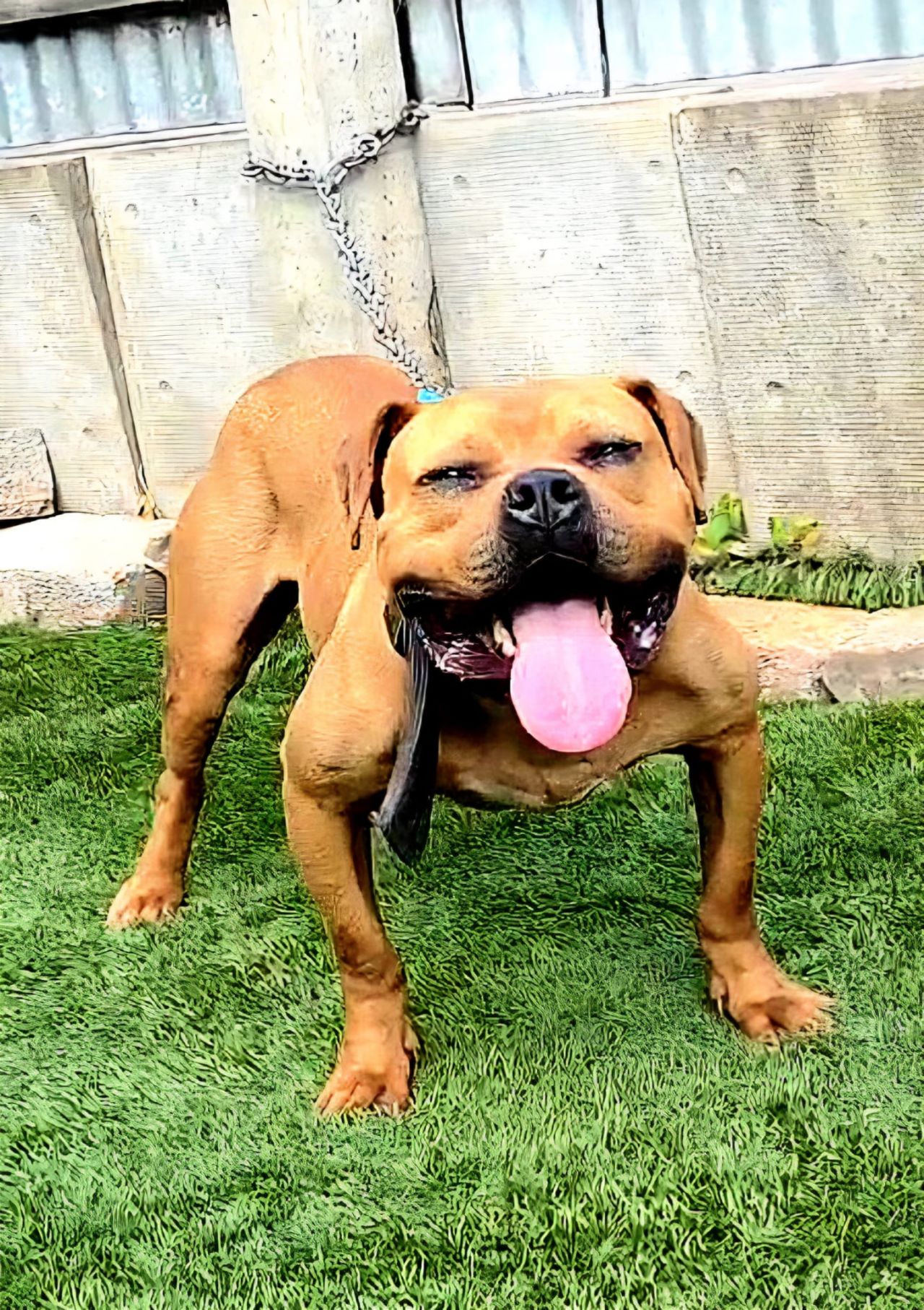 Photo of the dog