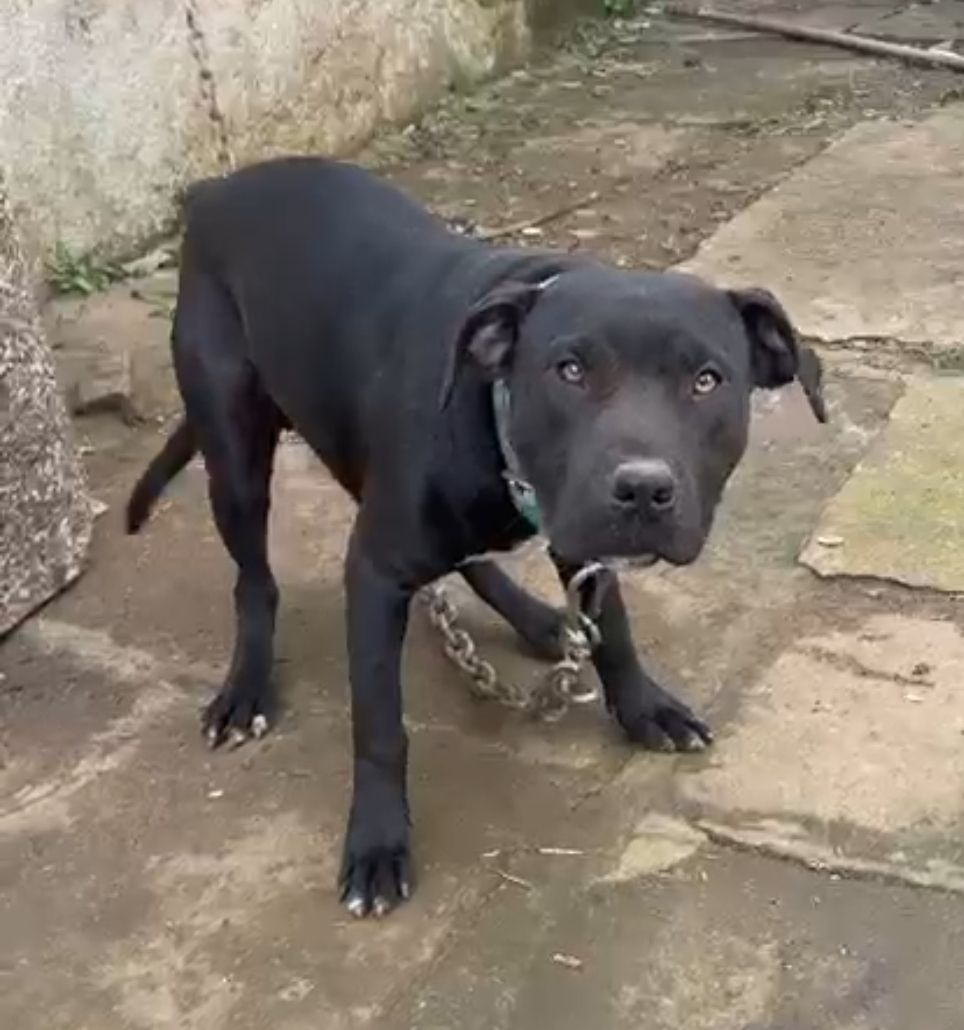 Photo of the dog