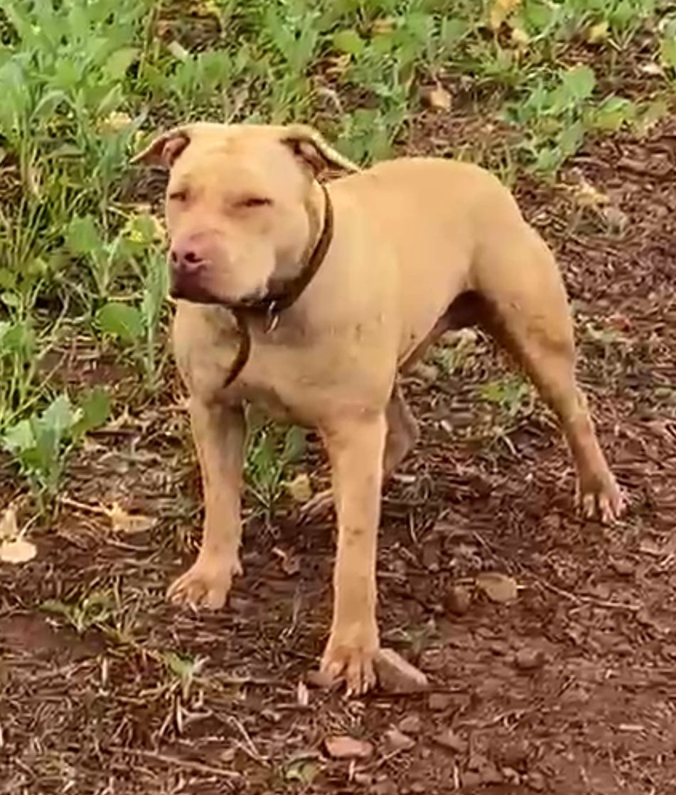 Photo of the dog