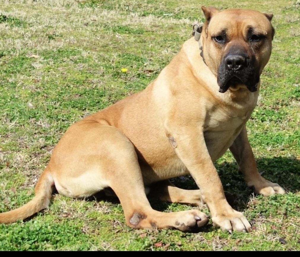 Photo of the dog