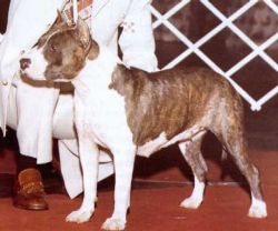 Photo of the dog
