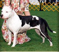 Photo of the dog