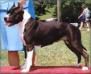 Photo of the dog