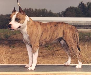 Photo of the dog