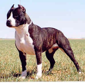 Photo of the dog