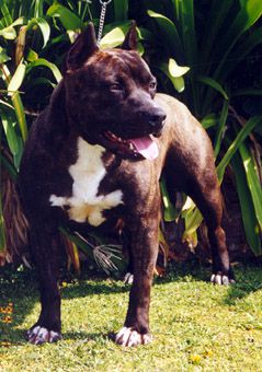 Photo of the dog