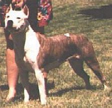 Photo of the dog