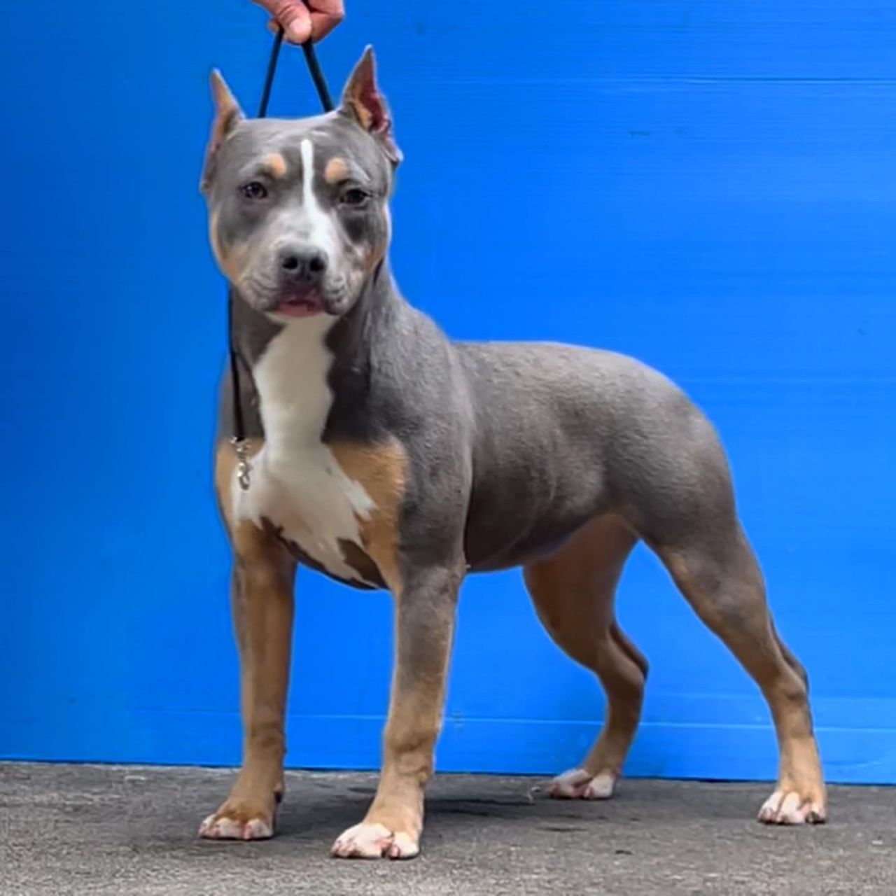 Photo of the dog
