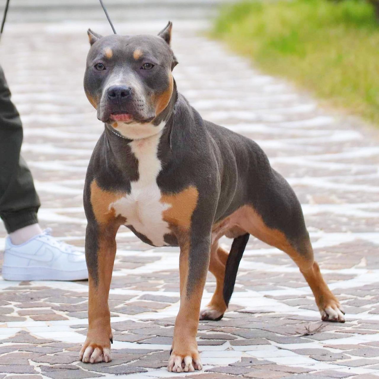 Photo of the dog