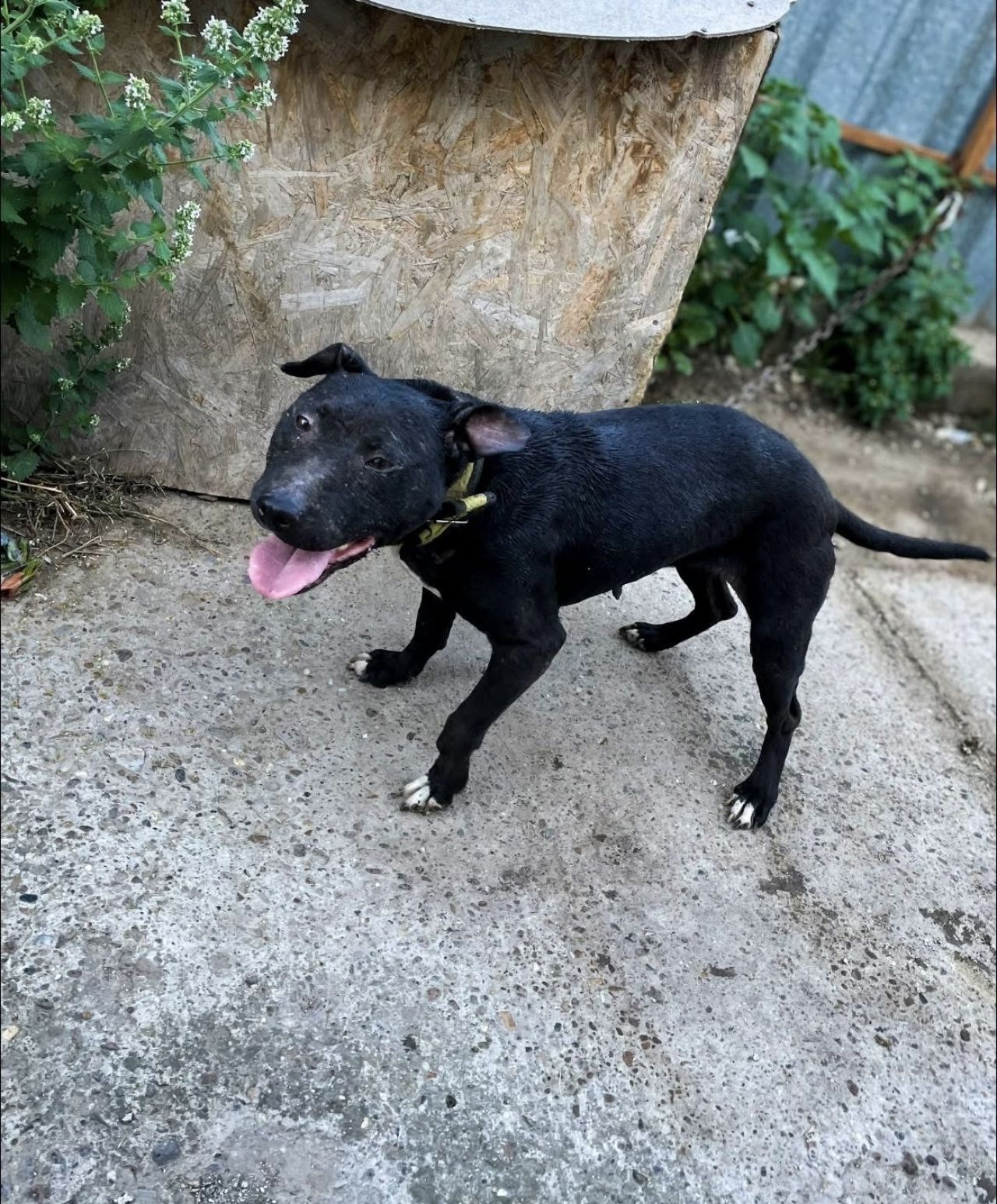 Photo of the dog