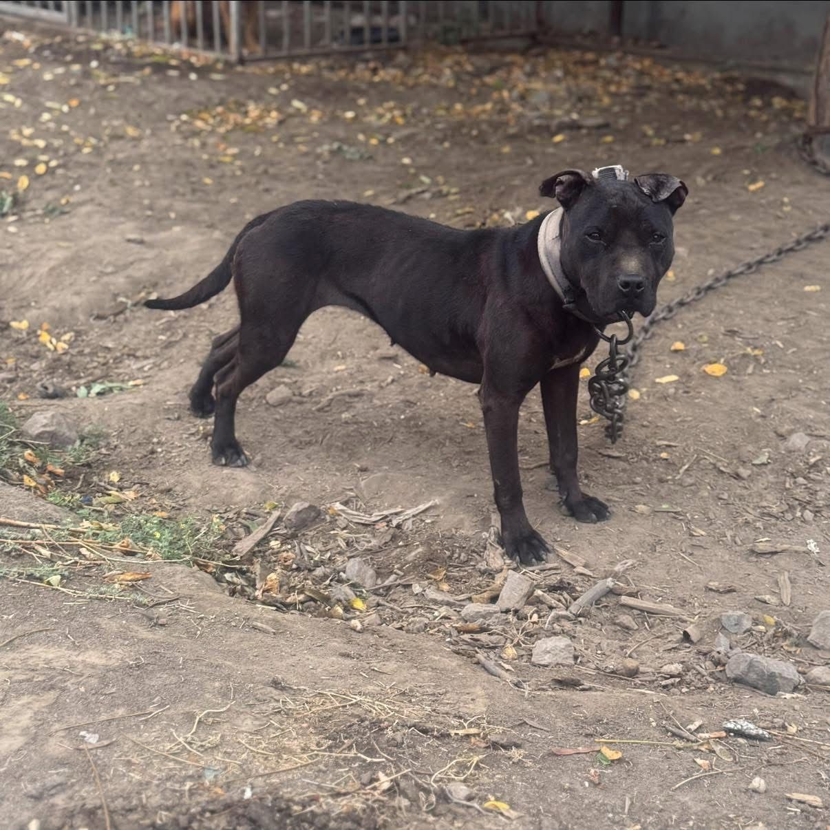 Photo of the dog