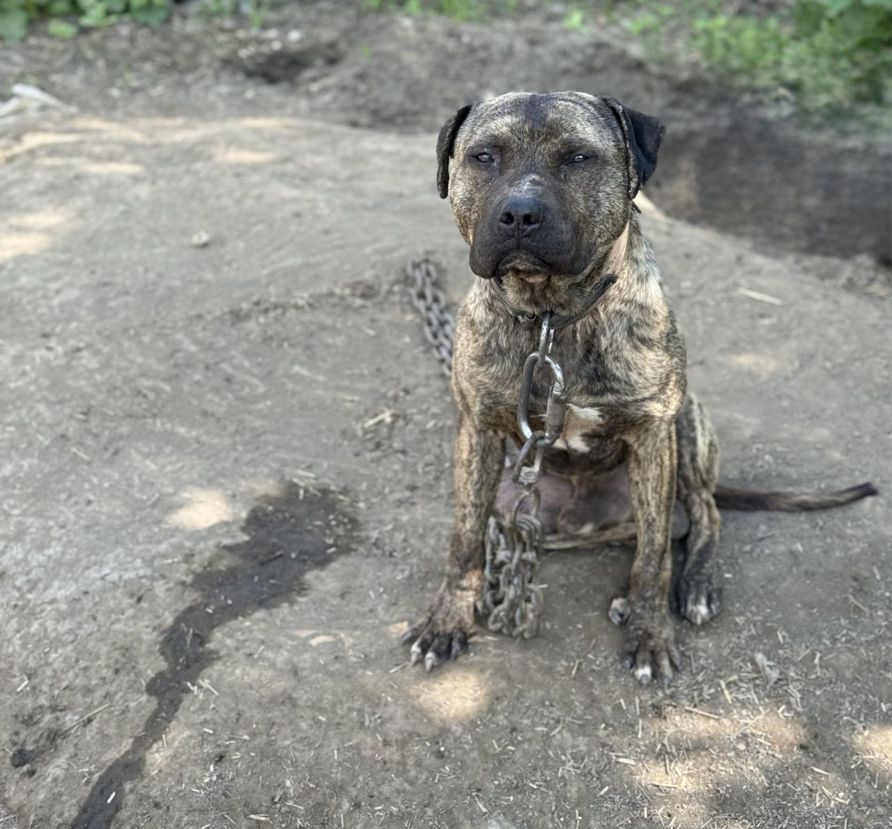 Photo of the dog