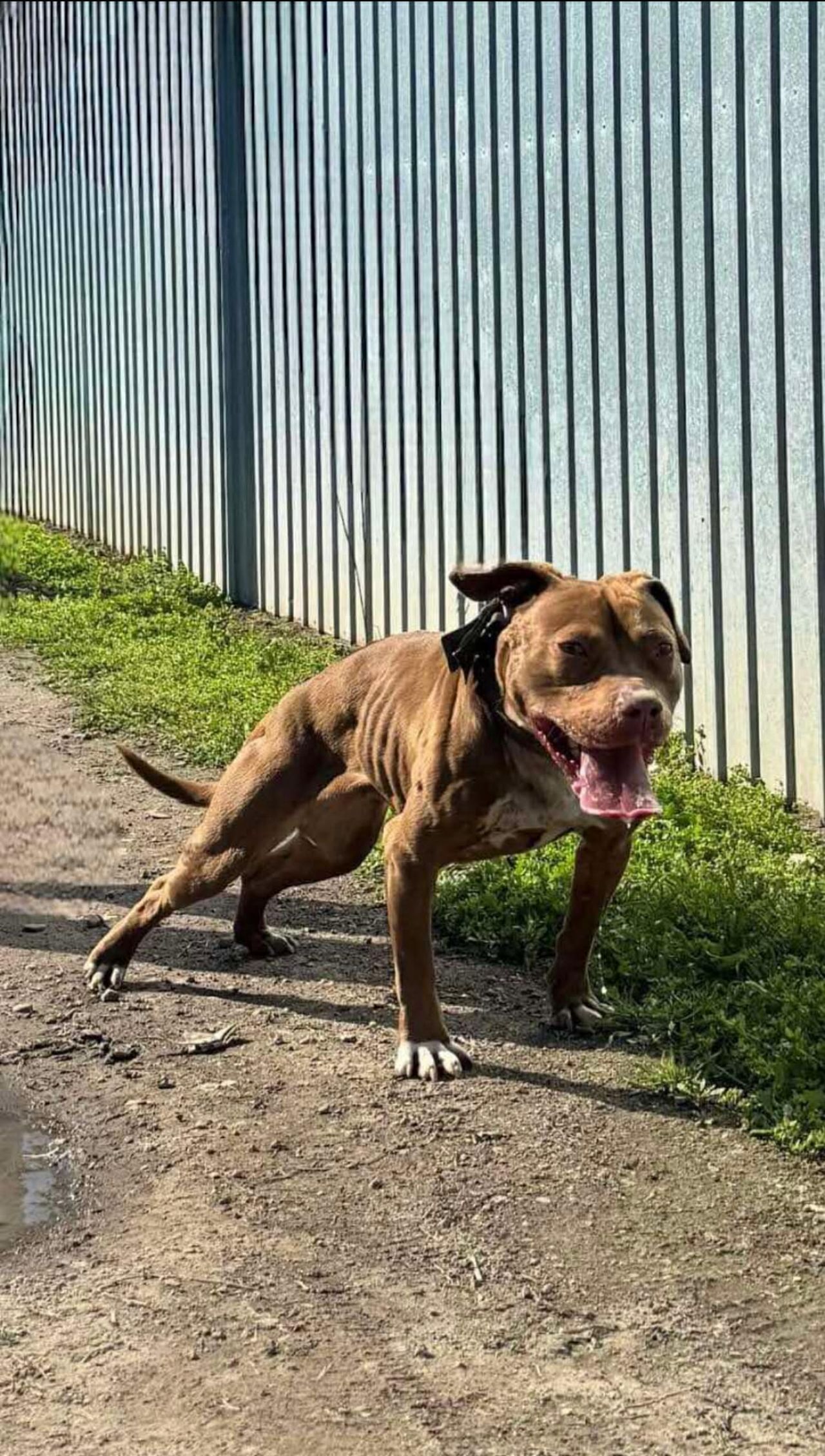 Photo of the dog