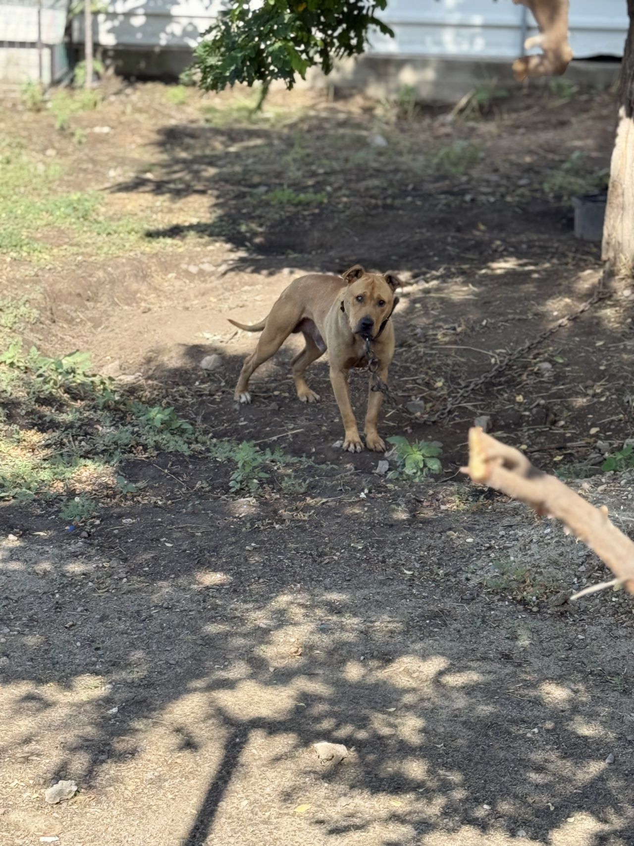 Photo of the dog
