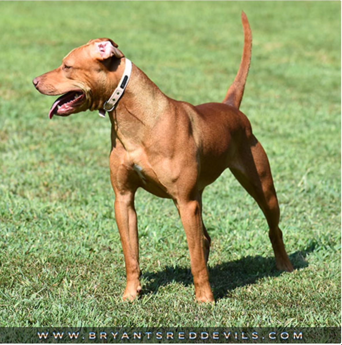 Photo of the dog